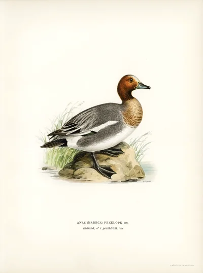 Eurasian Wigeon (Anas penelope)