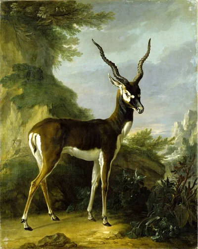 Indian Blackbuck