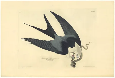 Swallow-tailed Hawk (Falco furcatus)