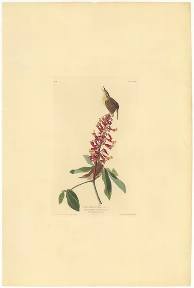 Great Carolina Wren (Troglodytes Ludovicianus)