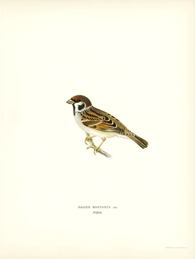 Eurasian Tree Sparrow (Passer montanus)