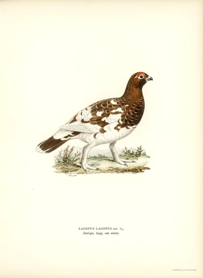 Willow Ptarmigan (Lagopus lagopus)