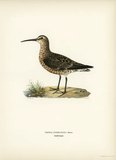 Curlew Sandpiper (Tringa ferruginea)