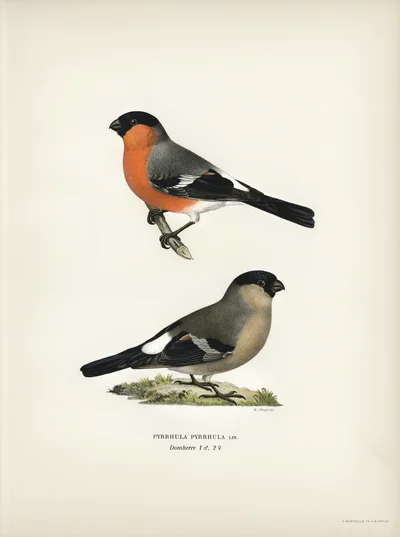 Eurasian Bullfinches (Pyrrhula pyrrhula), Male and Female