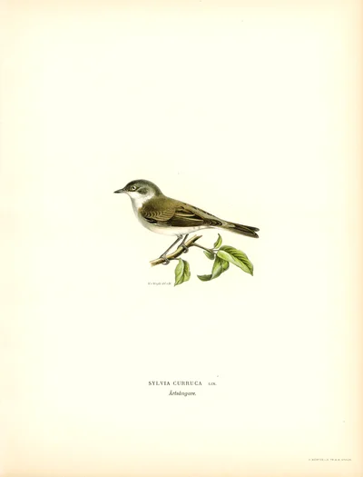 Sylvia Curruca (Garden Warbler)