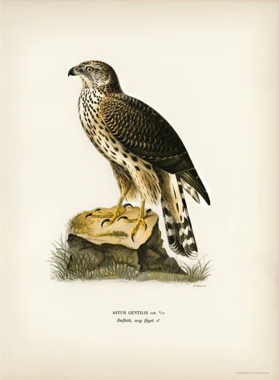 Northern Goshawk (Young Bird)
