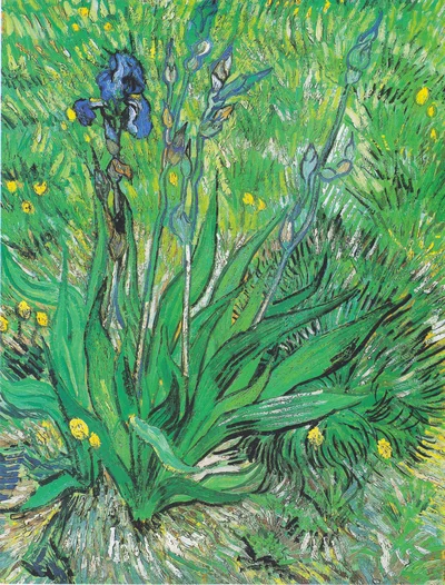 Iris
