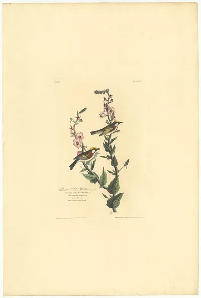 Present Swain Warbler. Sylvia Icterocephala. Plate 59