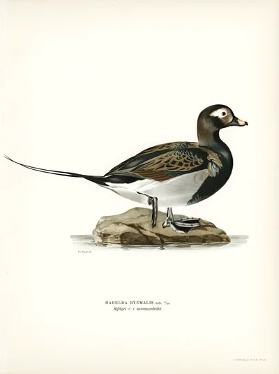 Long-tailed Duck (Harelda hyemalis) in Summer Plumage