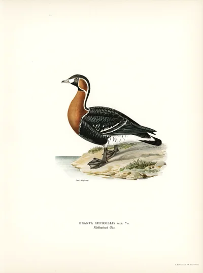 Red-breasted Goose