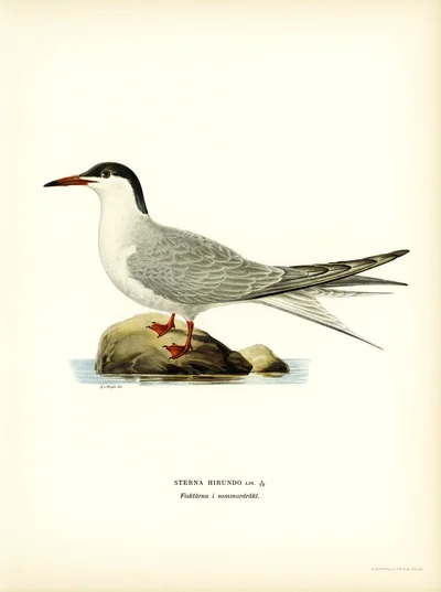 Common Tern (Sterna hirundo) in Summer Plumage