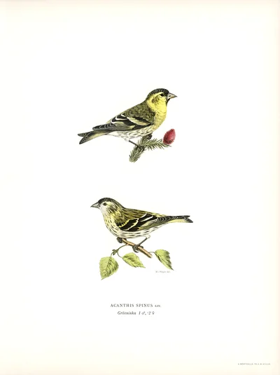 Eurasian Siskin (Acanthis spinus)