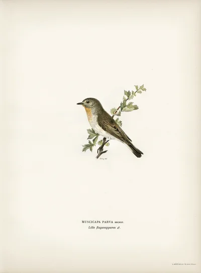Red-breasted Flycatcher (Muscicapa parva)