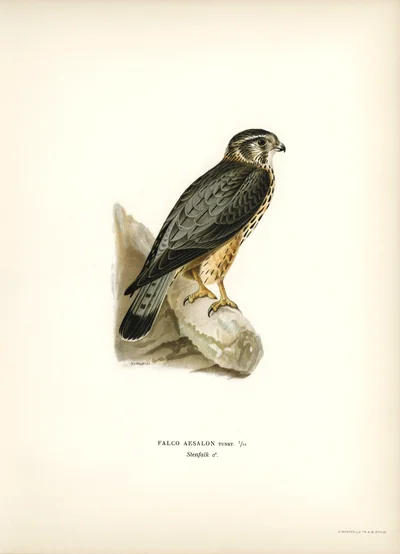 Merlin (Falco aesalon)