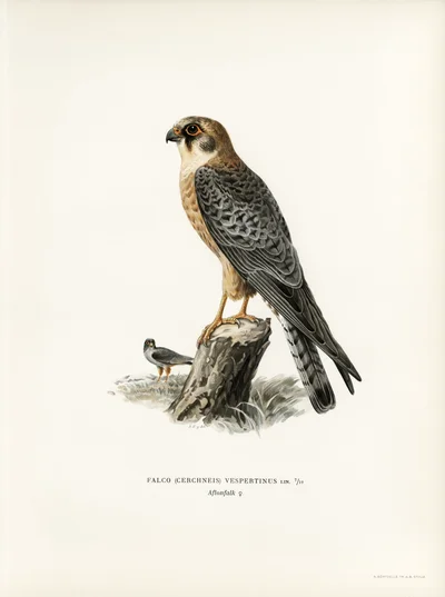 Red-footed Falcon (Falco vespertinus), female