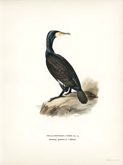 Great Cormorant (Phalacrocorax carbo)