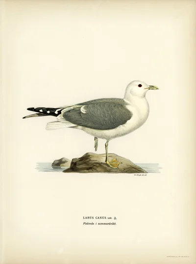 Common Gull in Summer Plumage (Larus canus)