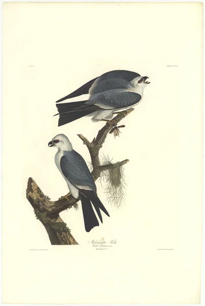 Mississippi Kite