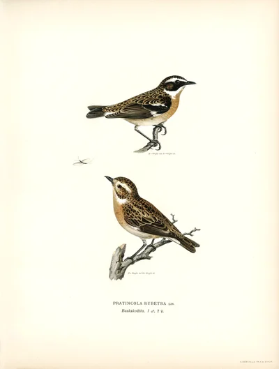 Whinchats
