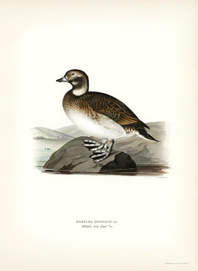 Long-tailed Duck (Harelda hyemalis)