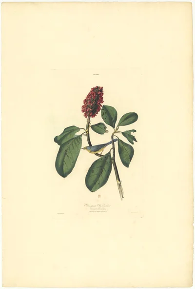 Bonaparte Fly Catcher (Muscicapa Bonaparte) with Magnolia grandiflora
