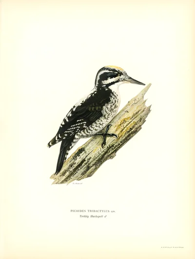 Three-toed Woodpecker (Picoides tridactylus)