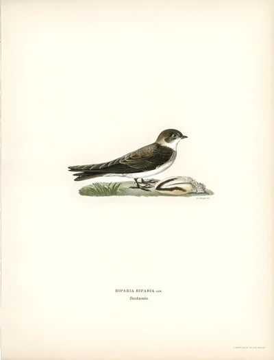 Sand Martin (Riparia Riparia)