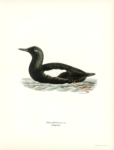 Black Guillemot (Uria Grylle)