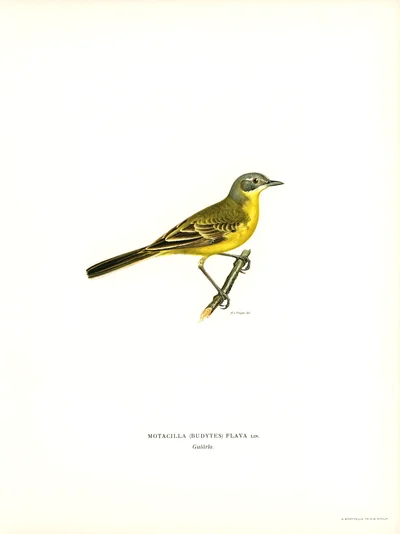 Yellow Wagtail (Motacilla flava)