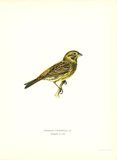 Escribano cerillo (Emberiza citrinella)