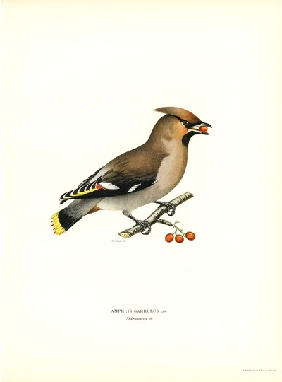 Bohemian Waxwing (Ampelis garrulus)
