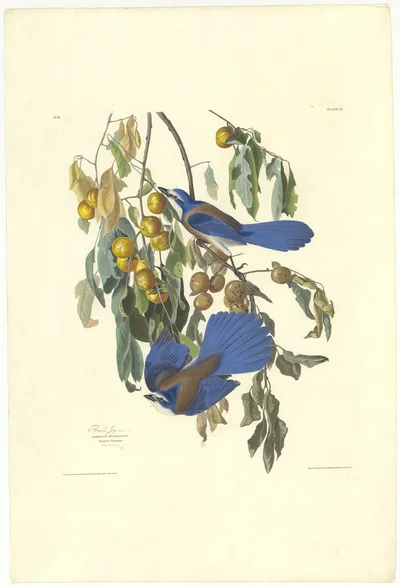 Florida Jay, Plate 87