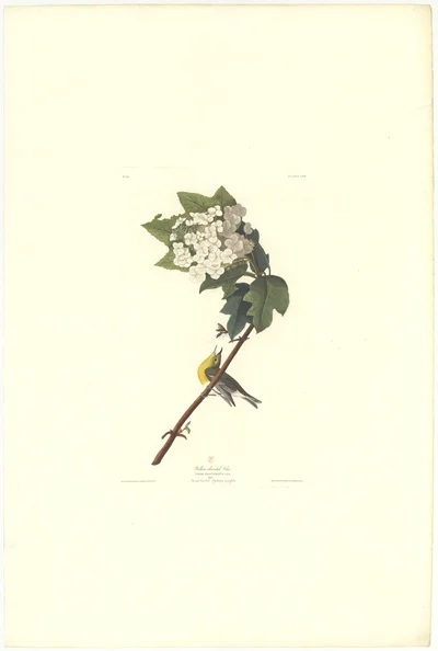 Yellow-throated Vireo (Vireo flavifrons) and Swamp Hawthorn (Crataegus glandulosa), Plate CCXLII