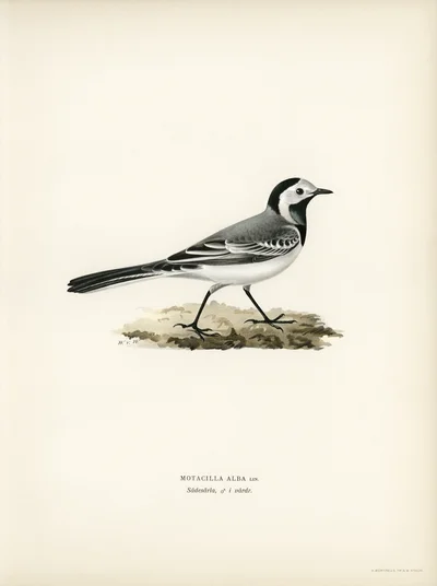 Pied Wagtail (Motacilla Alba)