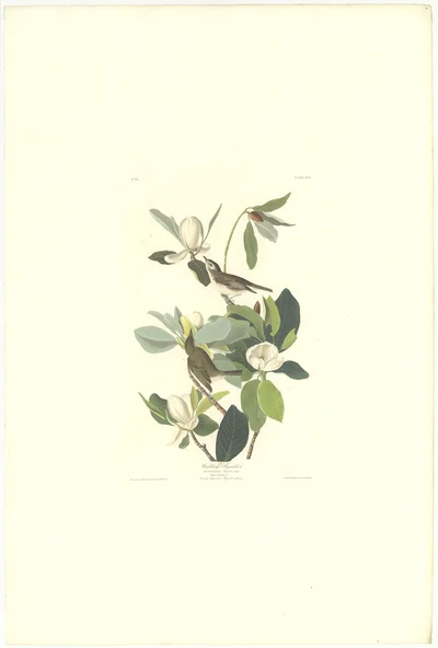 Warbling Flycatcher