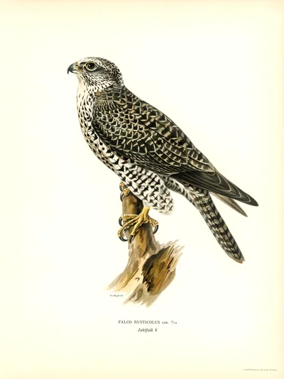 Gyrfalcon (Falco Rusticolus)