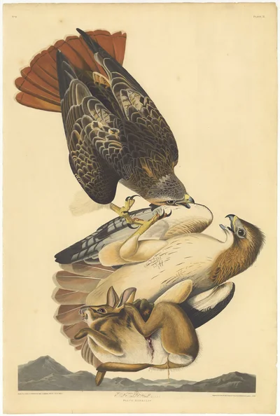 Red-tailed Hawk (Falco borealis) and Prey