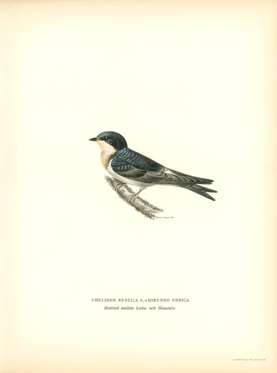 Hybrid between Barn and House Swallow (Chelidon Rustica L. x Hirundo Urbica)