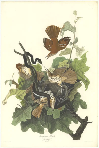 Ferruginous Thrush