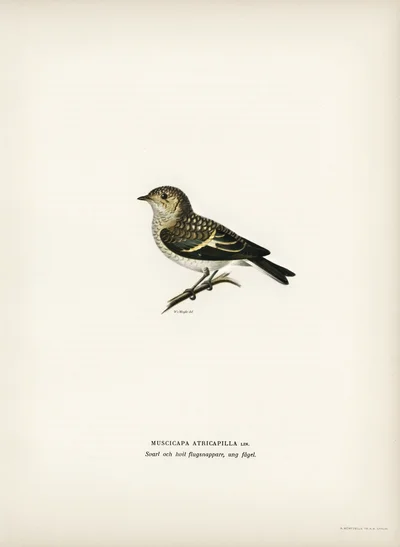 European Pied Flycatcher (Muscicapa atricapilla), Young Bird