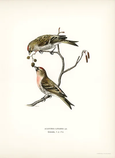 Acanthis Linaria (Common Redpoll)