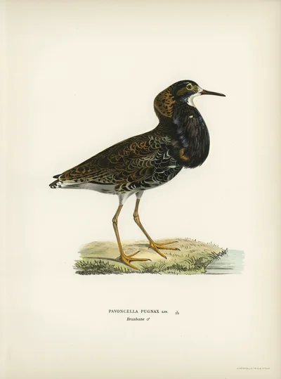 Illustration of a Male Ruff (Pavoncella pugnax)