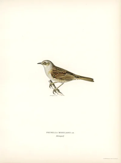 Prunella modularis (Dunnock)