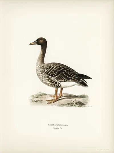 Bean Goose (Anser Fabalis Lath.)