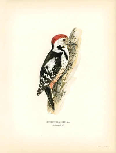 Middle Spotted Woodpecker (Dryobates medius)