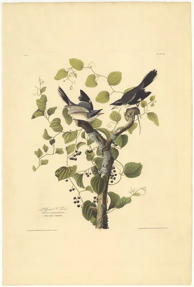 Loggerhead Shrike (Lanius carolinensis) with Smilax rotundifolia