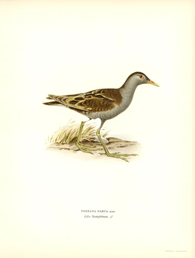 Little Crake (Porzana parva)
