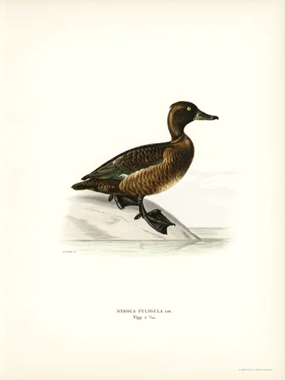 Illustration of a Female Tufted Duck (Nyroca Fuligula)
