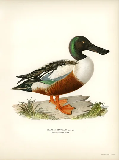Pato cuchara (Spatula clypeata), macho en primavera