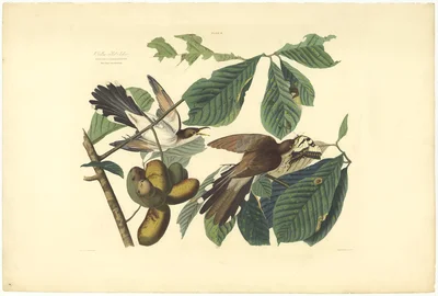 Yellow-billed Cuckoo (Cuculus Carolinensis)